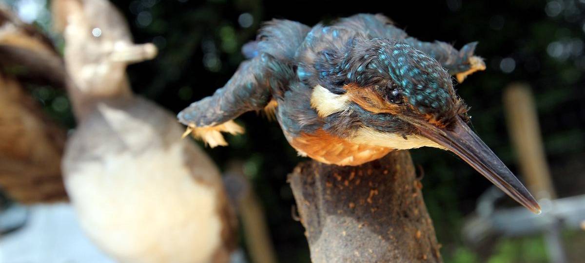 Neue Brutplätze für Eisvögel am Prekkesee