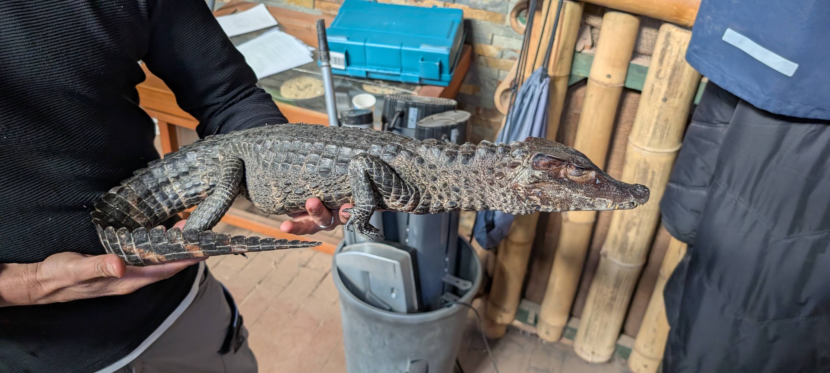 Rheinberger Experten kümmerten sich um ausgesetzten Kaiman