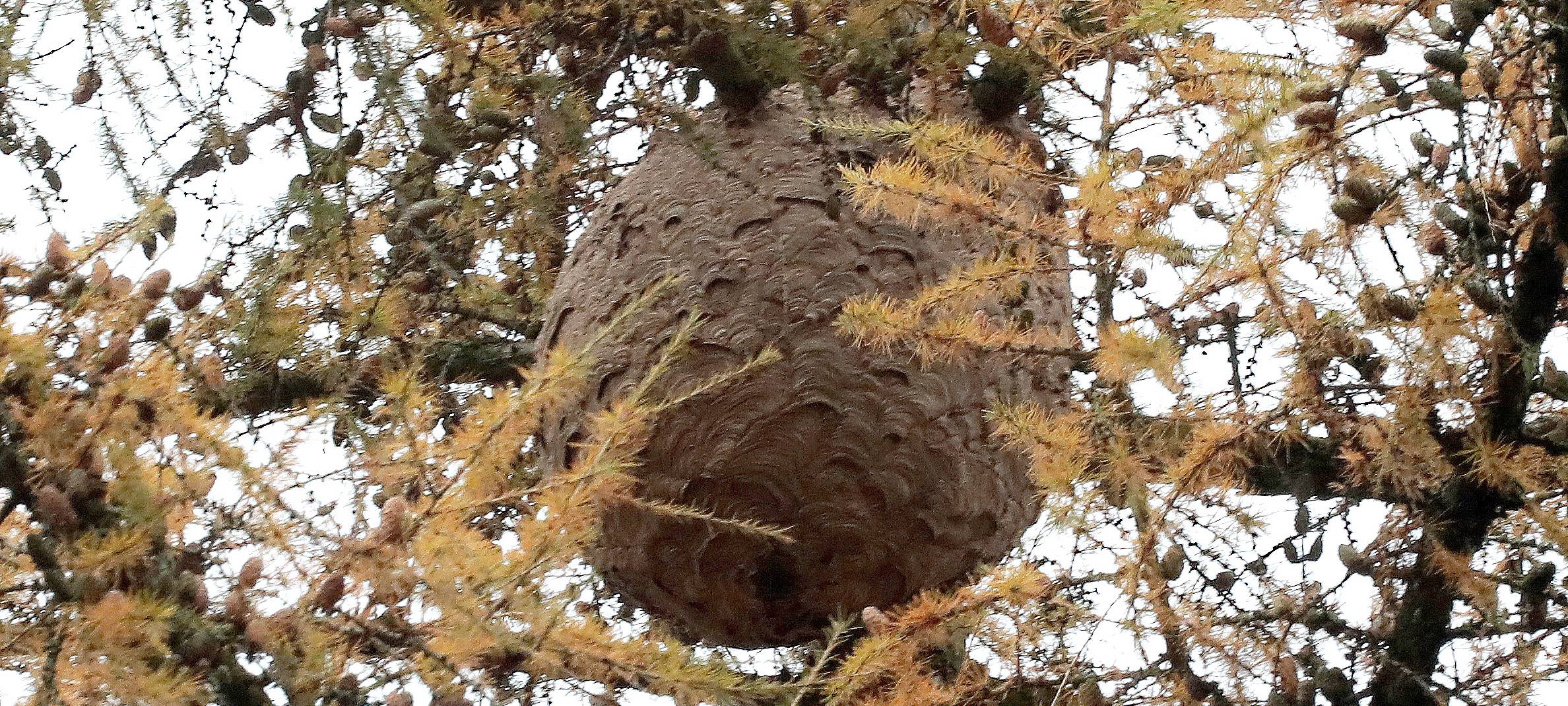 Über 100 Nester der Asiatischen Hornisse im Kreis Wesel