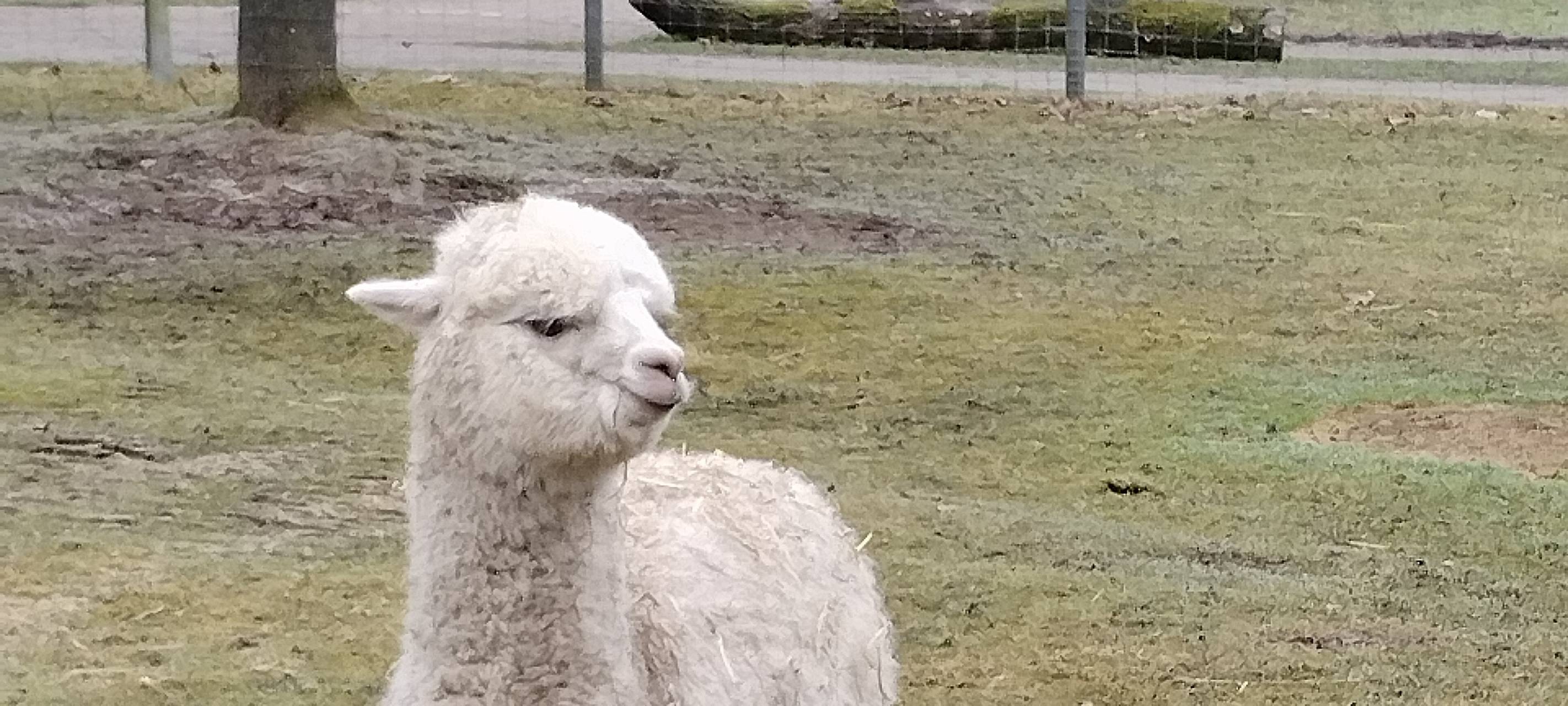 Streichelzoo Moers: Alpaka Theo zieht um