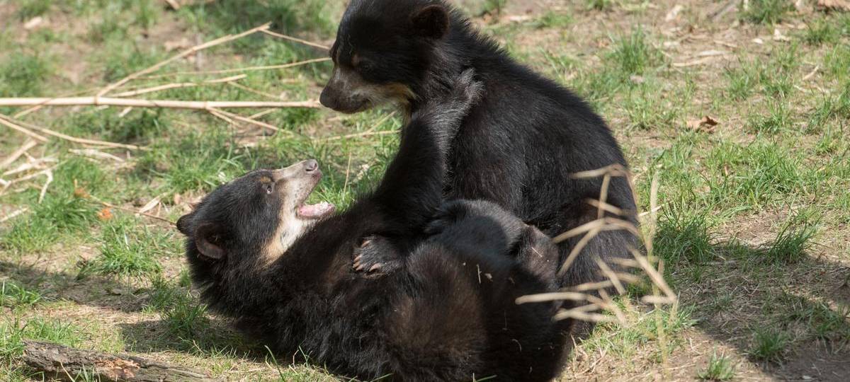 Kleiner Brillenbär zeigt sich erstmals draußen