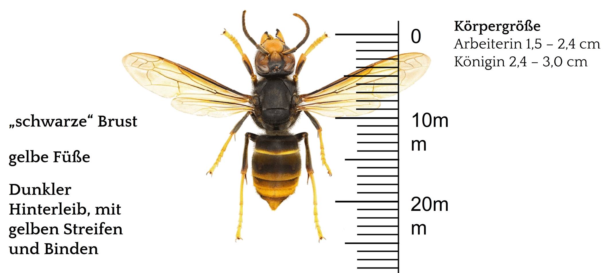 Kreis Wesel: Nester der Asiatischen Hornisse weiter melden