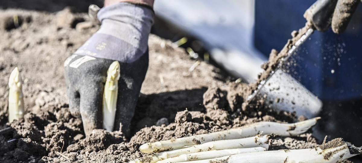 Spargeldorf gründet Verein für neue Tradition
