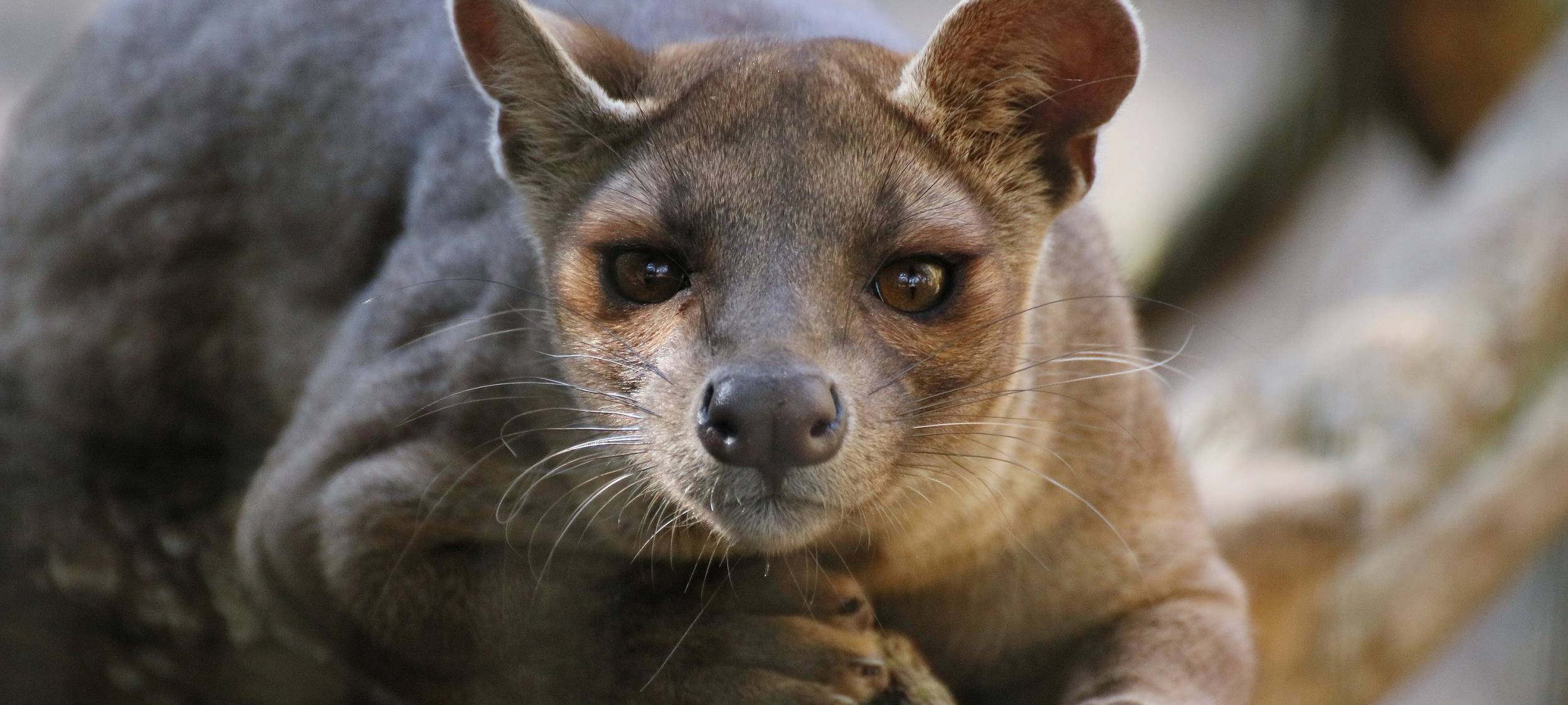 Zoo Duisburg: Warmhaus für die Fossas