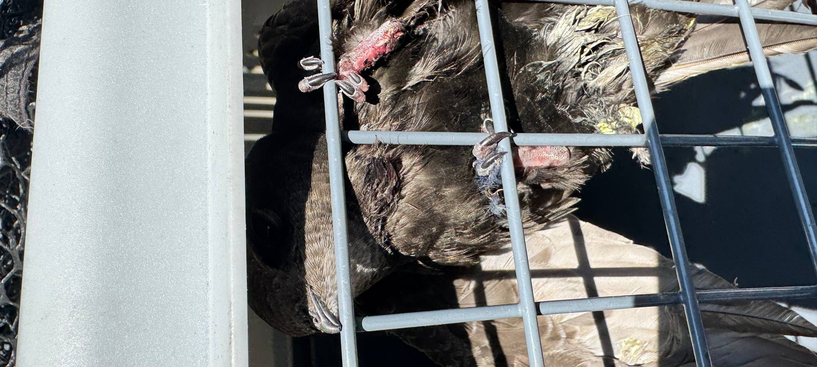 Feuerwehr Dinslaken rettet Mauersegler aus luftiger Höhe