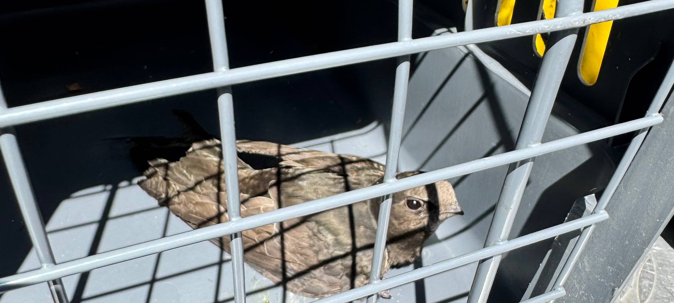 Feuerwehr Dinslaken rettet Mauersegler aus luftiger Höhe