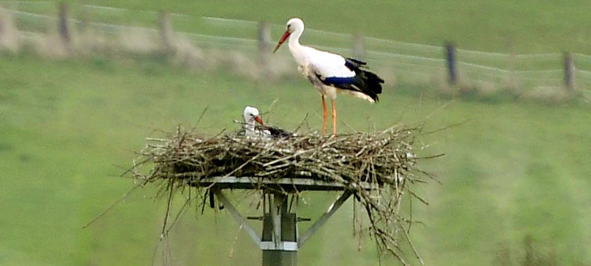 Störche werfen Küken aus dem Nest in Bislich