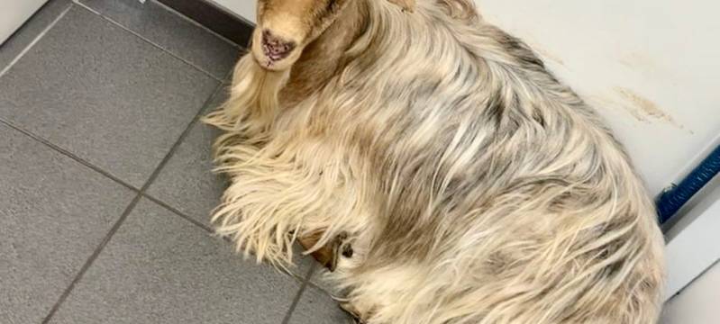 Ausgebüxter Ziegenbock besucht Tankstelle in Dinslaken