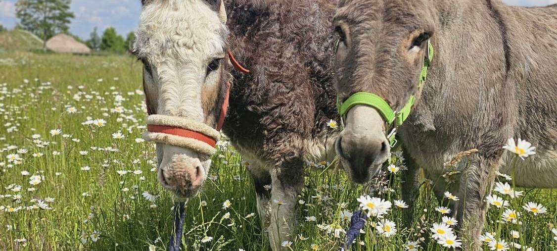 Esel vom Tierpark Kalisto grasen morgens im Zechenpark