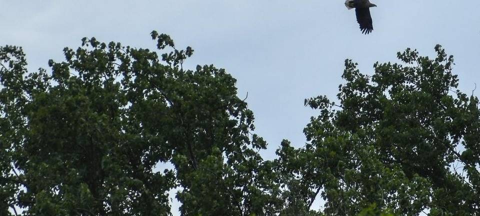 Seeadler-Nachwuchs in Walsum startet mit Flugversuchen