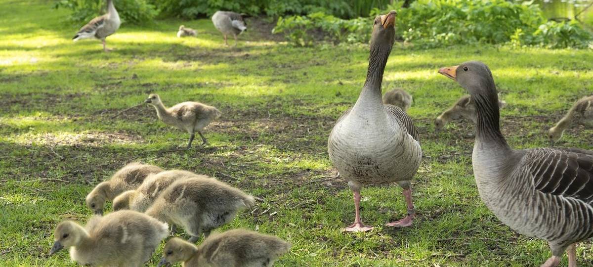 Besonders viele Wildgänse am Weseler Auesee gesichtet
