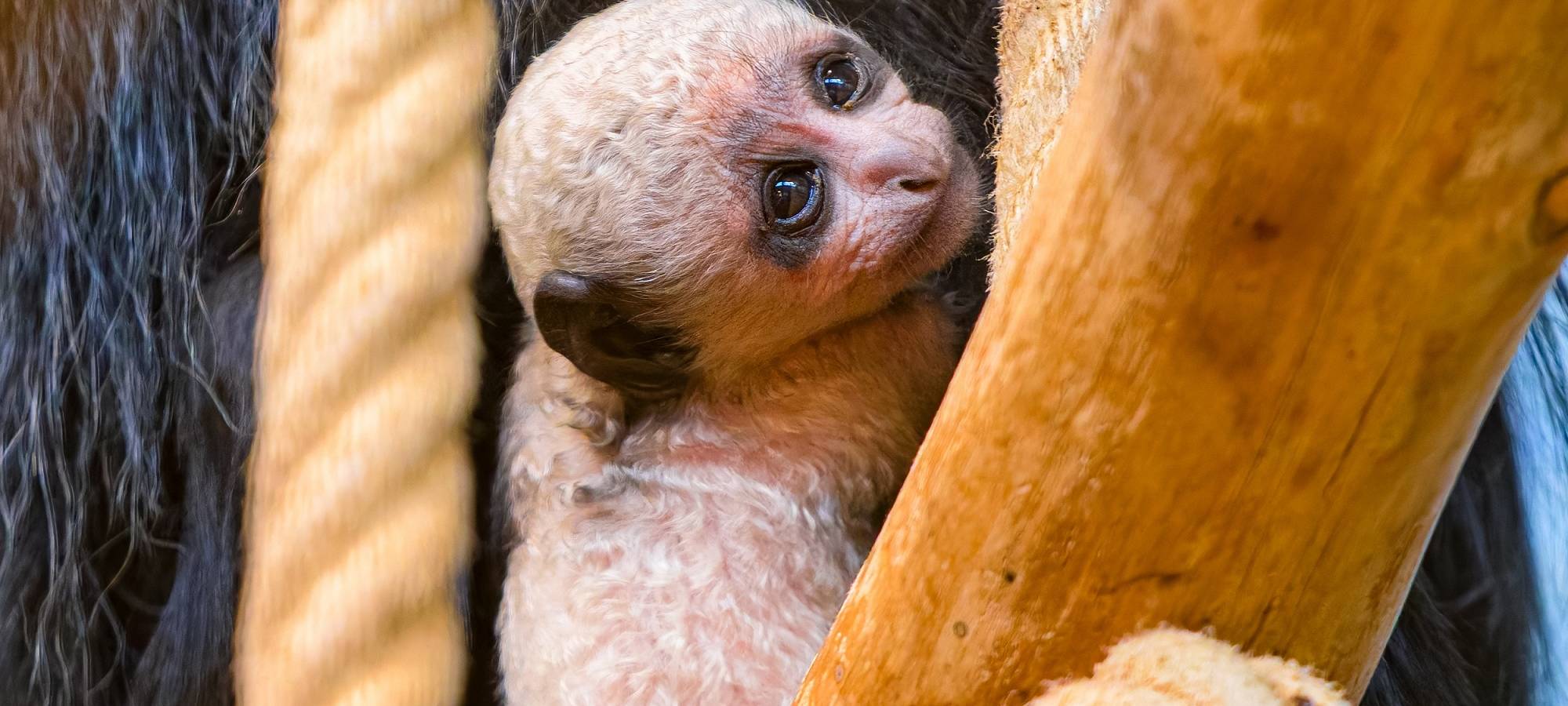 Seltener Affen-Nachwuchs im Zoo Duisburg