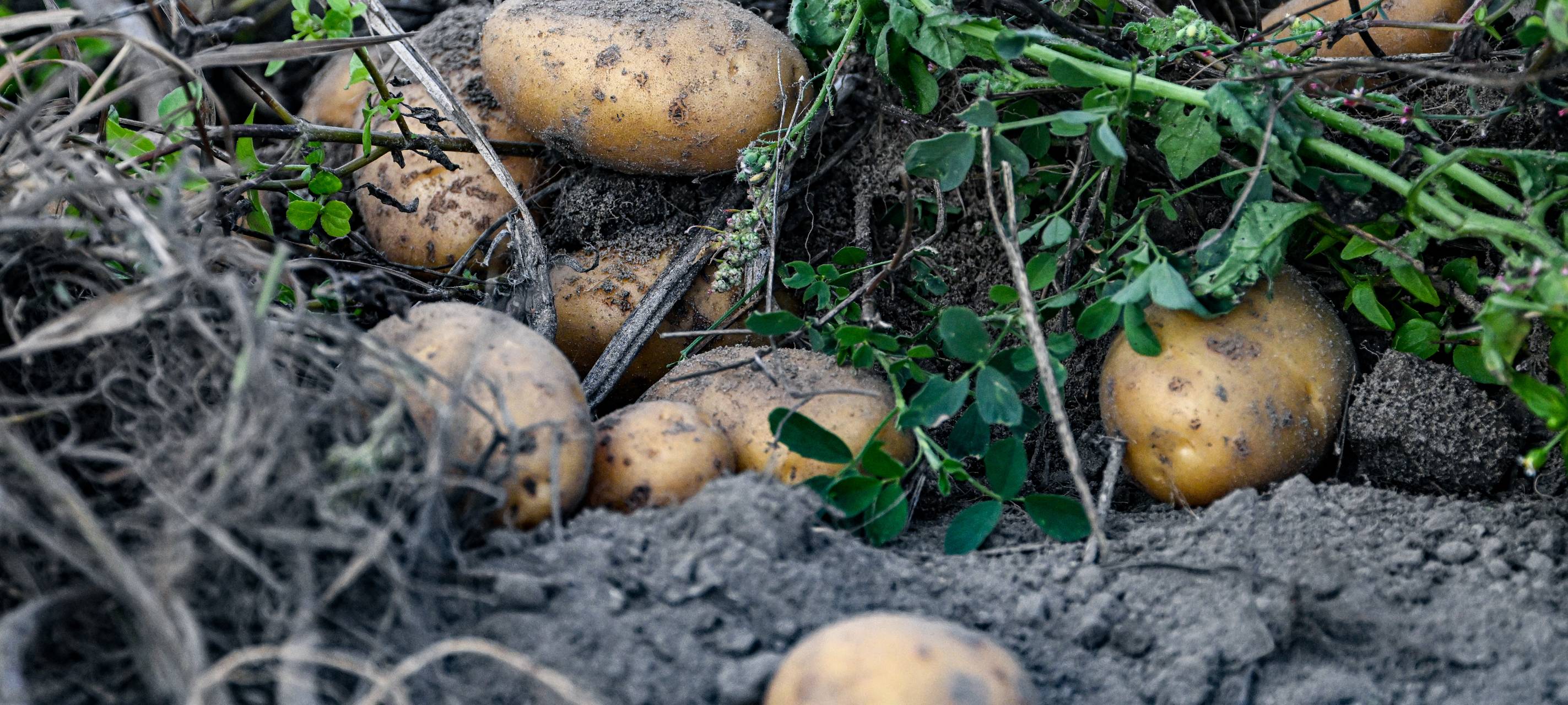 Kartoffelernte im Kreis Wesel fällt zu gut aus
