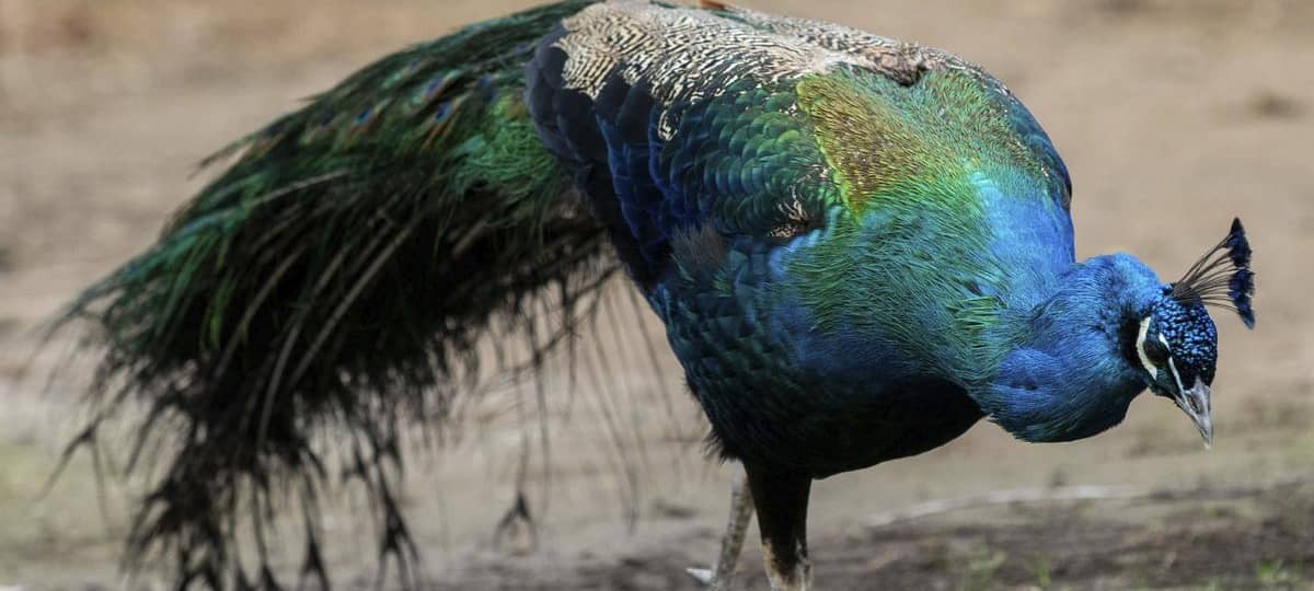 Pfau sorgt in Sonsbeck für Rätsel