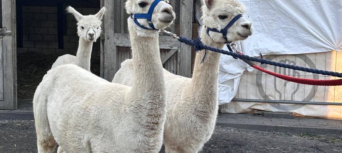 Neuer Streichelzoo in Moers soll 2027 öffnen