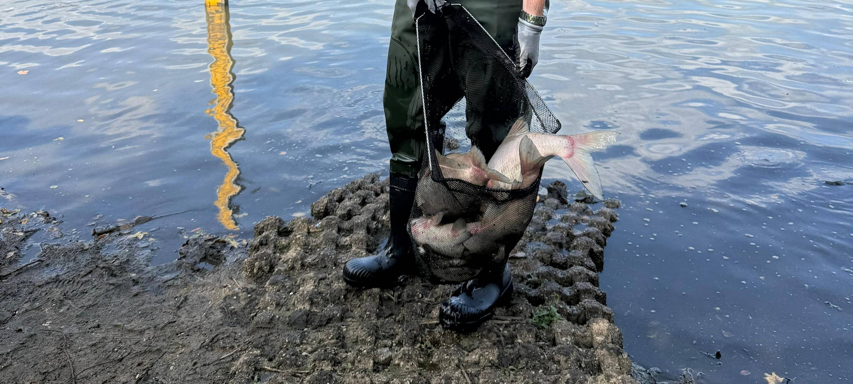 Tote Fische am Rotbachsee in Dinslaken