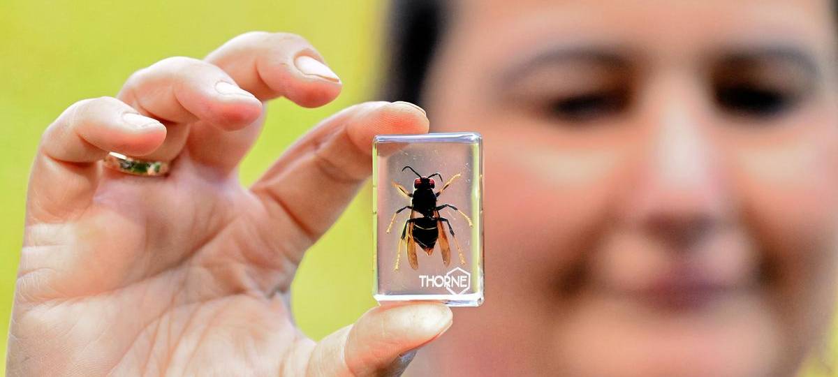 Asiatische Hornisse breitet sich am Niederrhein aus