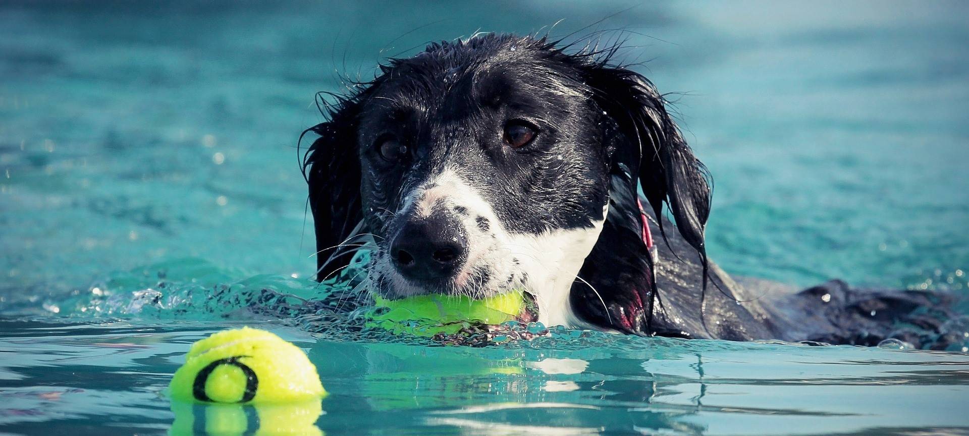 Hundeschwimmen, CleanUp, Denkmaltag - viel los am Wochenende