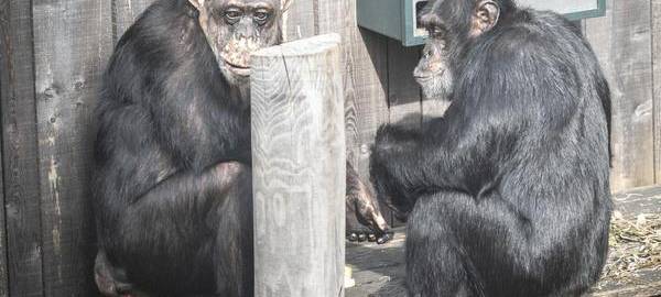 Krefelder Zoo weiht nach Brand sein neues Affenhaus ein