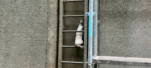 Kater Carlos aus Schleusenkammer in Hünxe gerettet