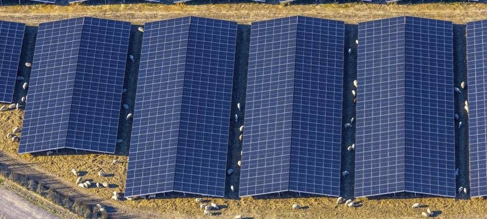 Solarmodule mit Schafen in Neukirchen-Vluyn geplant