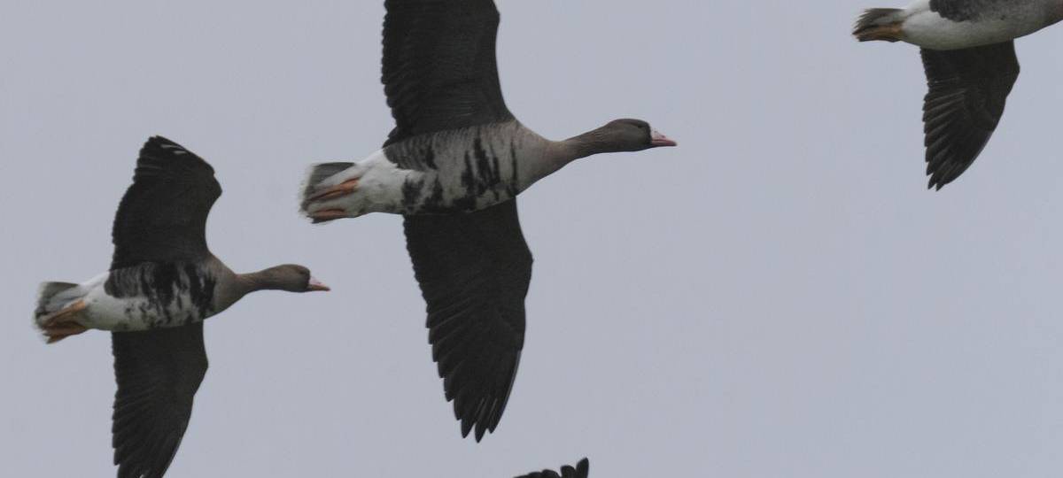 Wildgänse zurück am Niederrhein