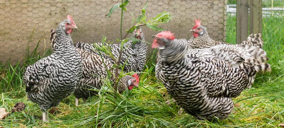 300 Tiere bei Geflügelschau am Wochenende in Voerde