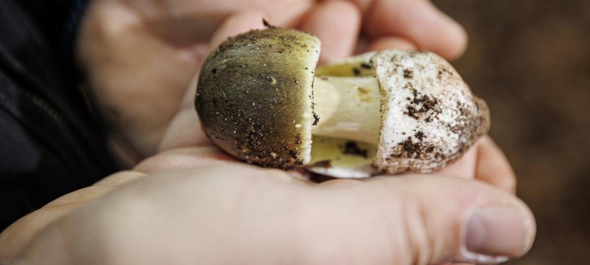 Gefährlicher Fund im Herbstwald – Warnung vor Giftpilzen