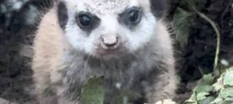 Drei neue Erdmännchen im Kalisto in Kamp-Lintfort