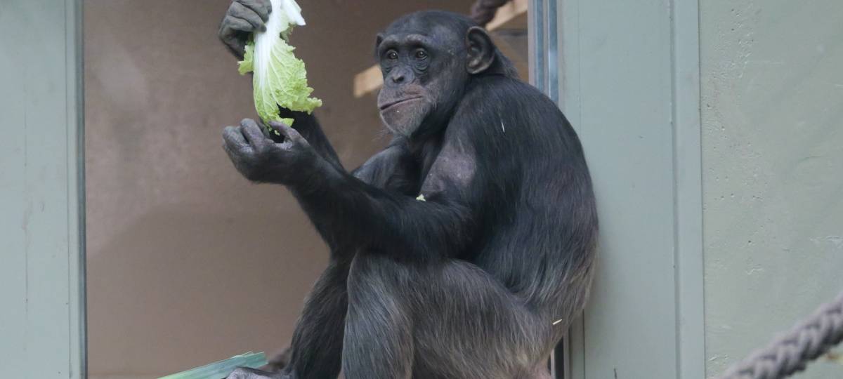Schimpansen-Trio im Krefelder Zoo vereint