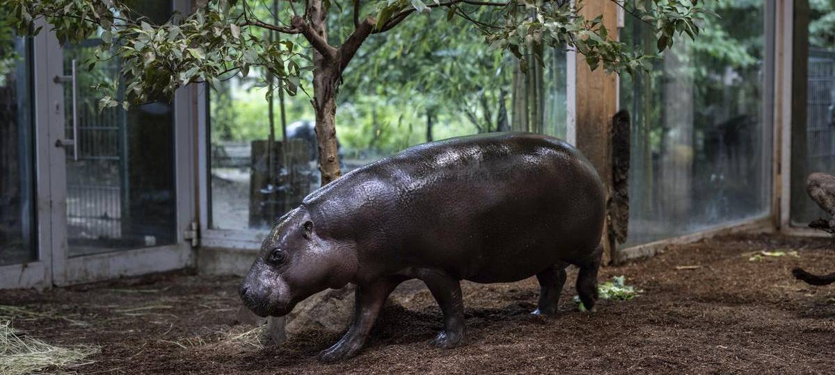Spatenstich für neue Hippo-Anlage im Duisburger Zoo