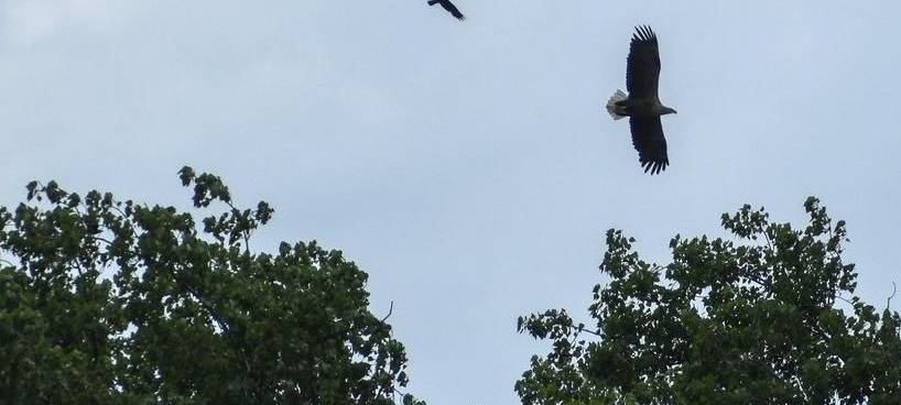 Seeadler in der Walsumer Rheinaue brüten wieder