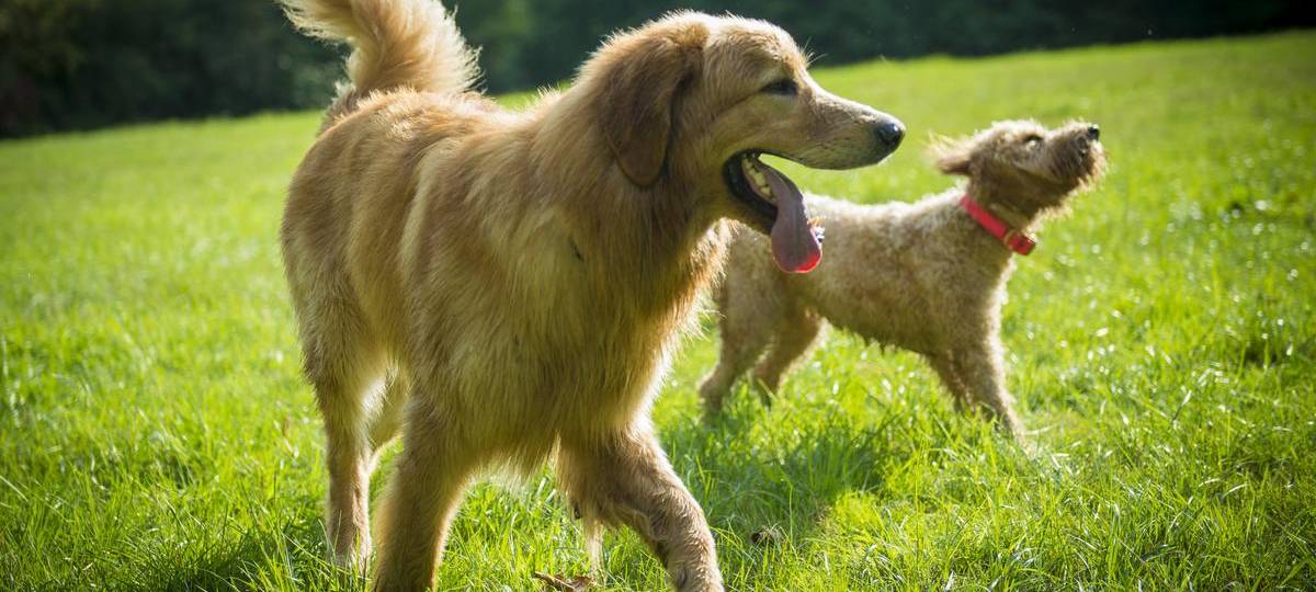 XXL-Tierschutzhof soll in Moers entstehen