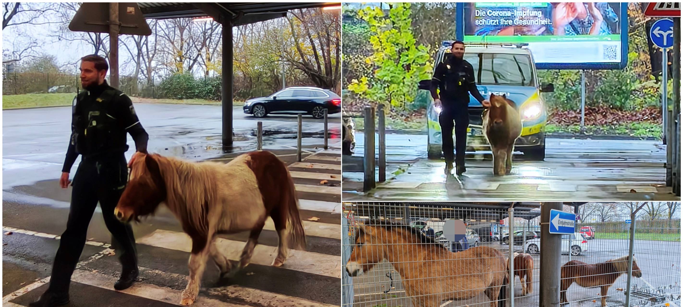 Duisburger Polizei musste ausgebüxte Pferde einfangen