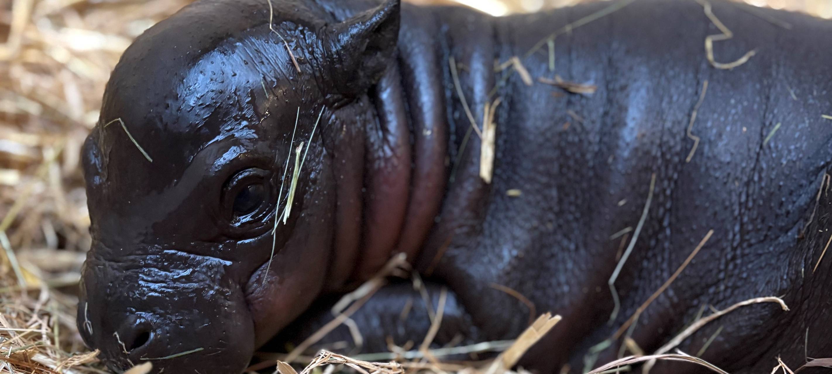 Seltenes Zwergflusspferd im Duisburger Zoo geboren