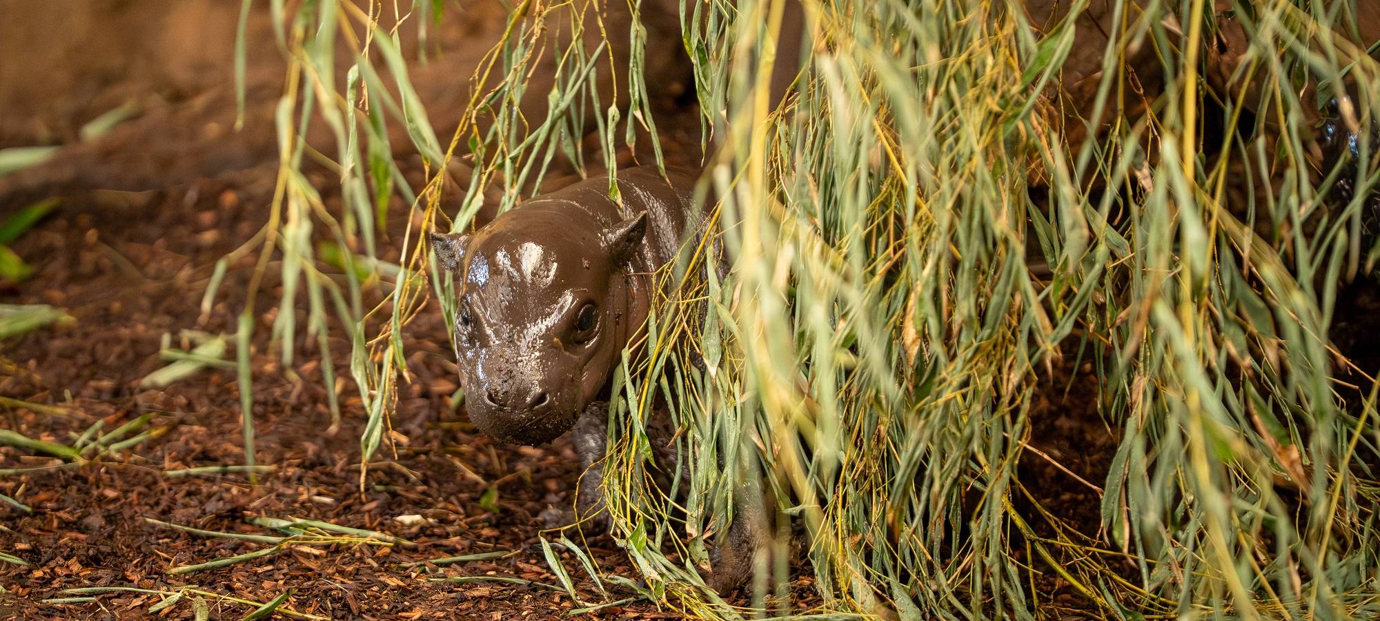 Baby-Hippo Panya im Zoo Duisburg zu sehen