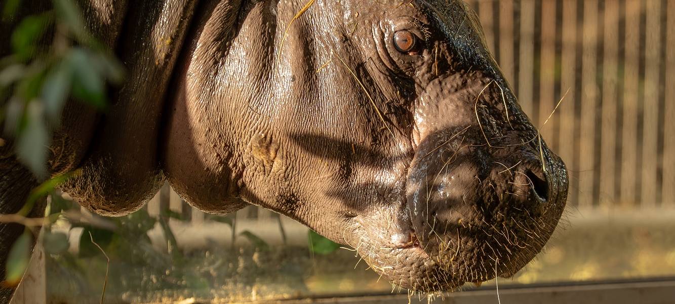 Baby-Hippo Panya im Zoo Duisburg zu sehen