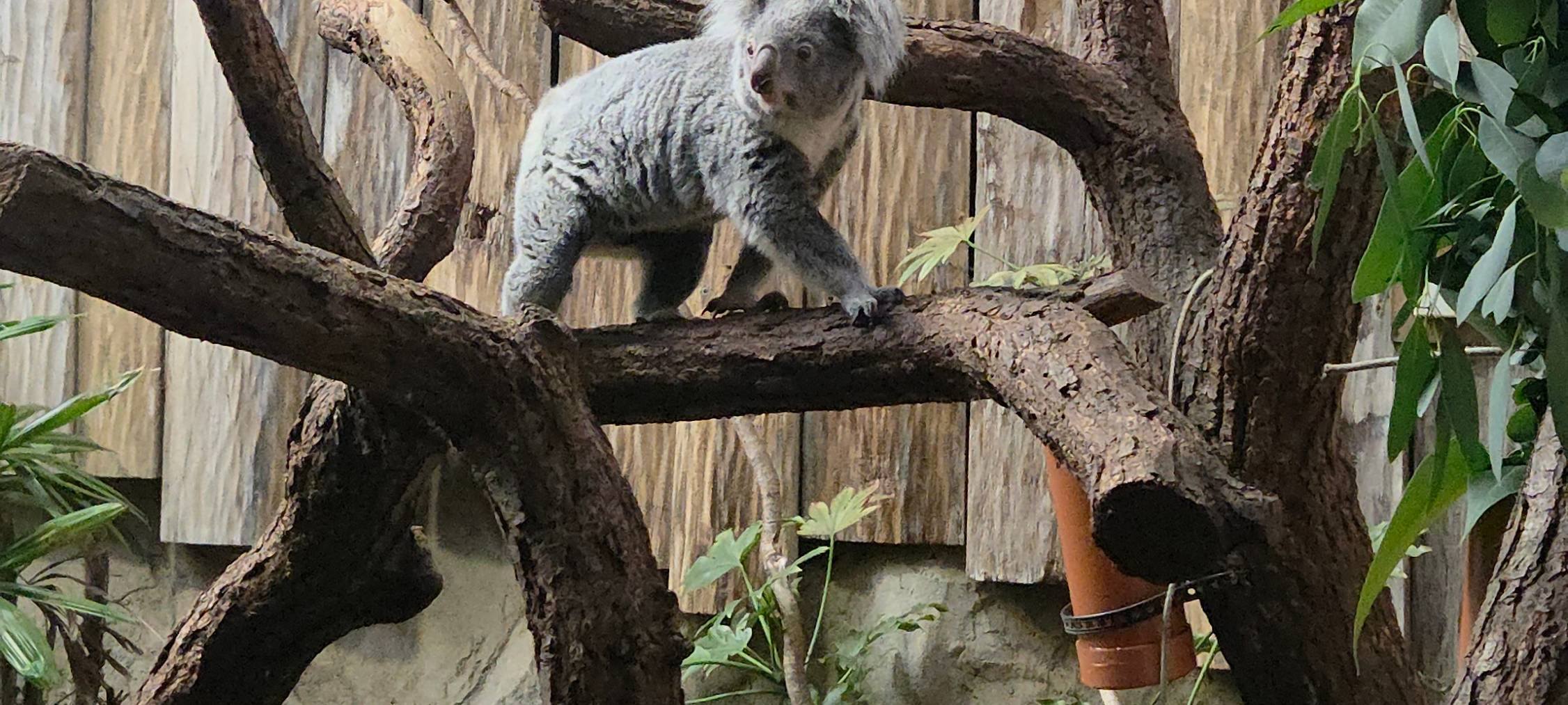 Zoo hat neues Koalaweibchen