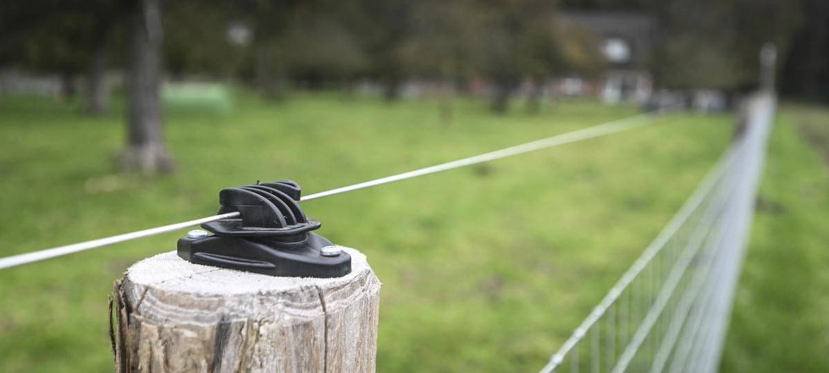 Bundestag behandelt Gesetzentwurf für Wolf-Abschuss