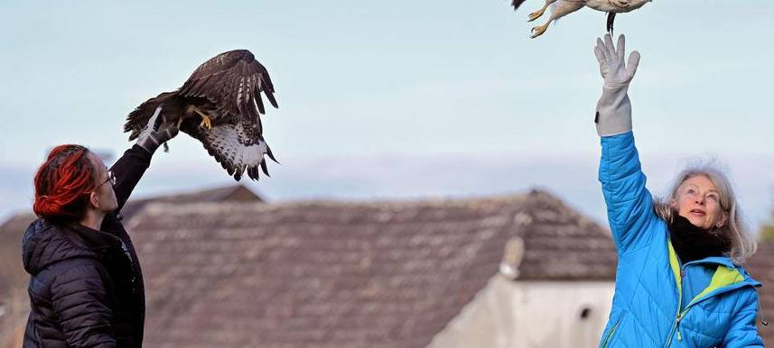 Gerettete Bussarde fliegen wieder in Hünxe