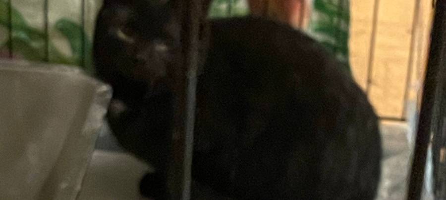 Drei junge Katzen aufwendig aus Schacht in Dinslaken befreit