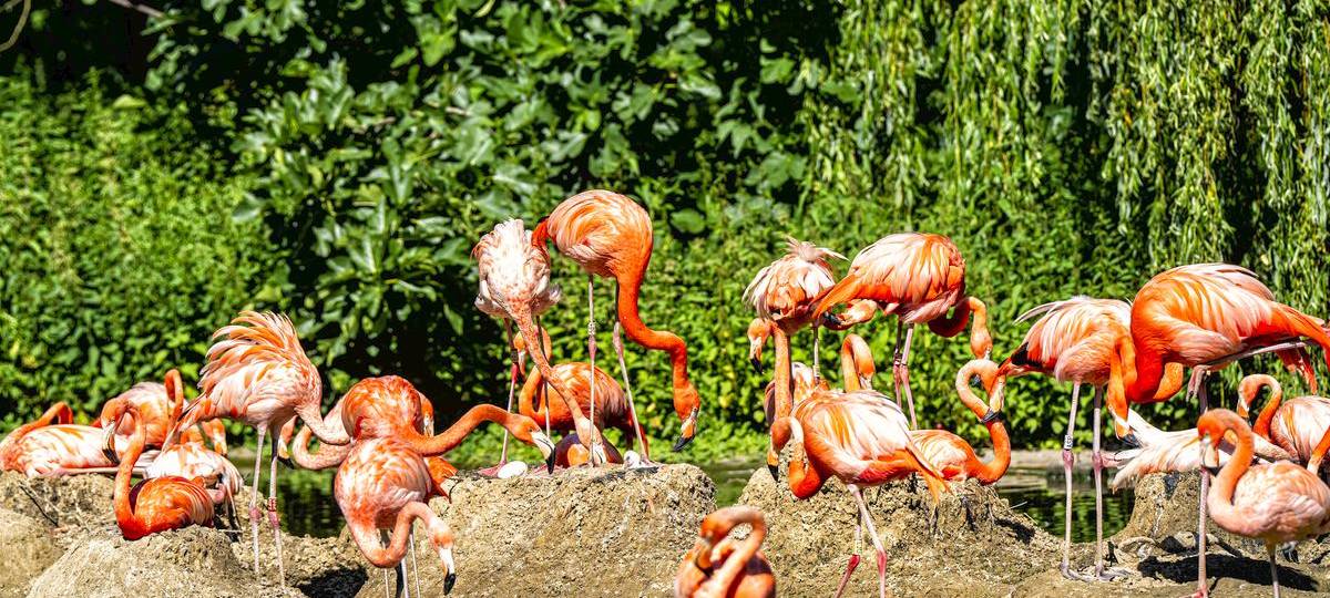 Entwarnung nach Vogelgrippe im Krefelder Zoo