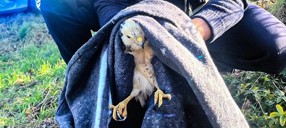 Polizei fängt verletzten Bussard in Hamminkeln ein