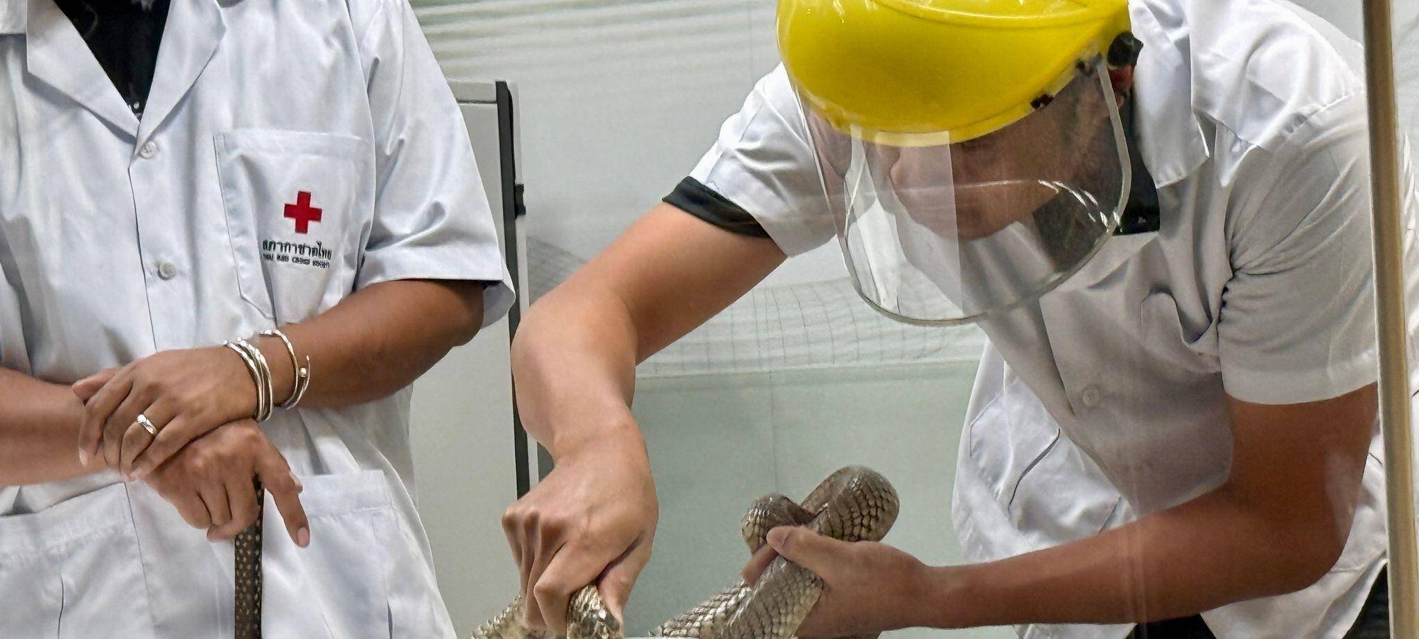 Schlangenfarm in Bangkok zur Herstellung von Antiserum