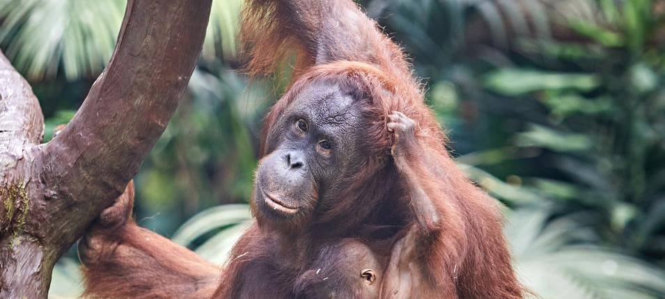 Krefelder Zoo bekommt Genehmigung für Orang-Utan-Haus