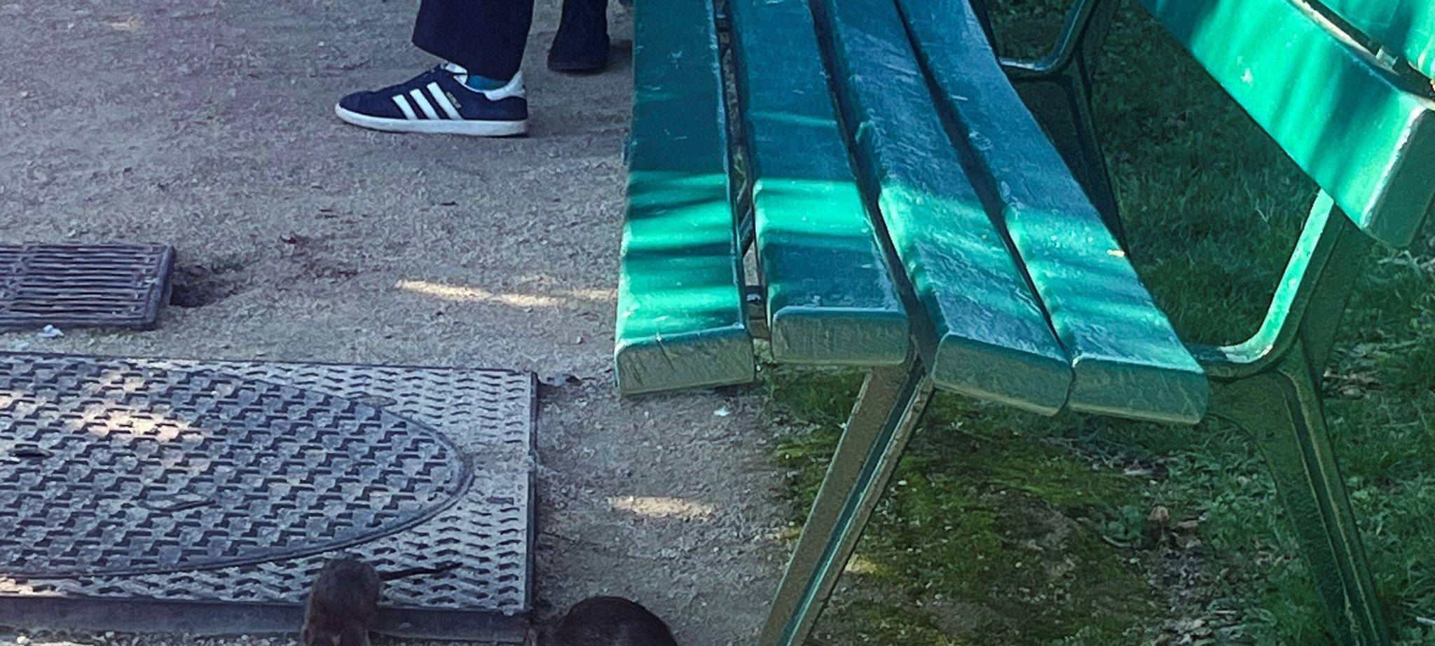 Wahlkampf in Paris - Millionen Ratten sorgen für Streit