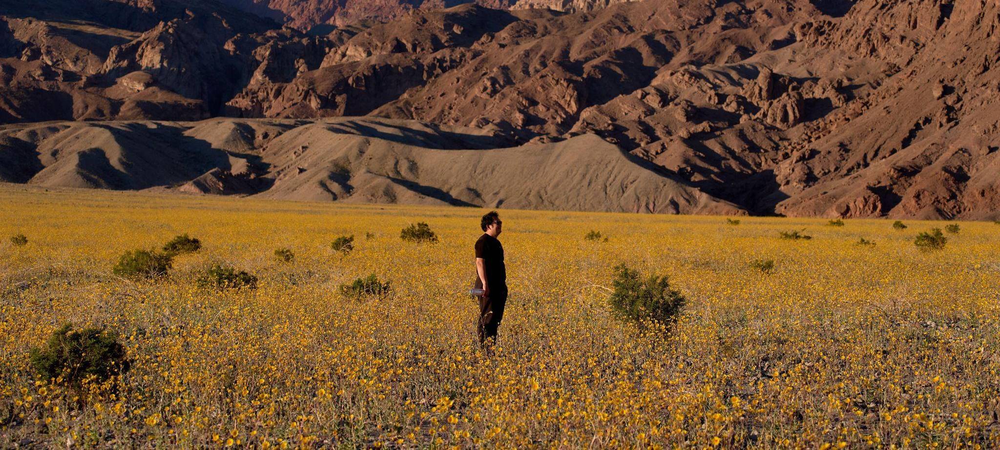 Superblüte im Death Valley