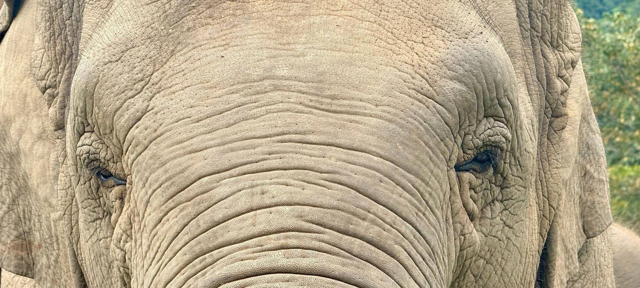 Ein Elefant in Thailand