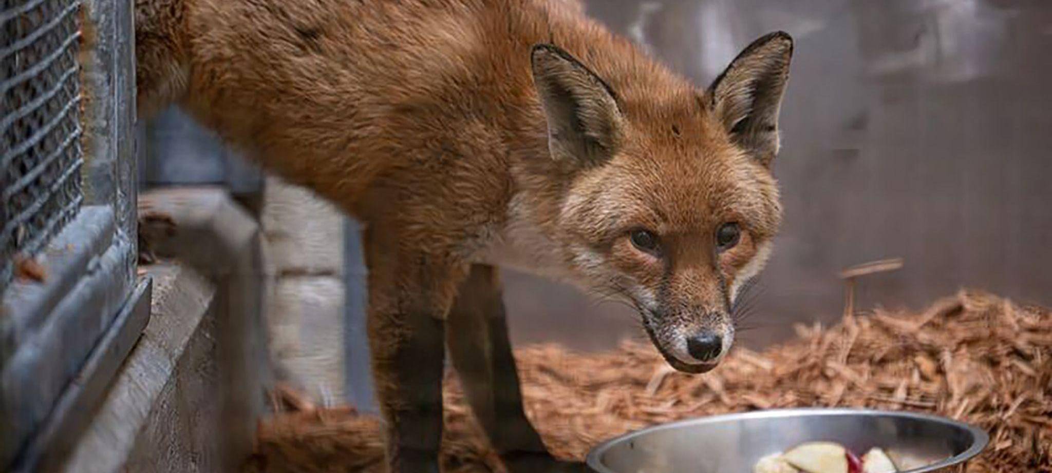 Fuchs reist als "blinder Passagier" von England nach New York