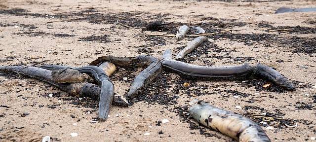 Tote Aale werden am Rhein im Kreis Wesel angespült